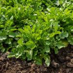 Potagères - Cresson de Jardin - BIO - face recto